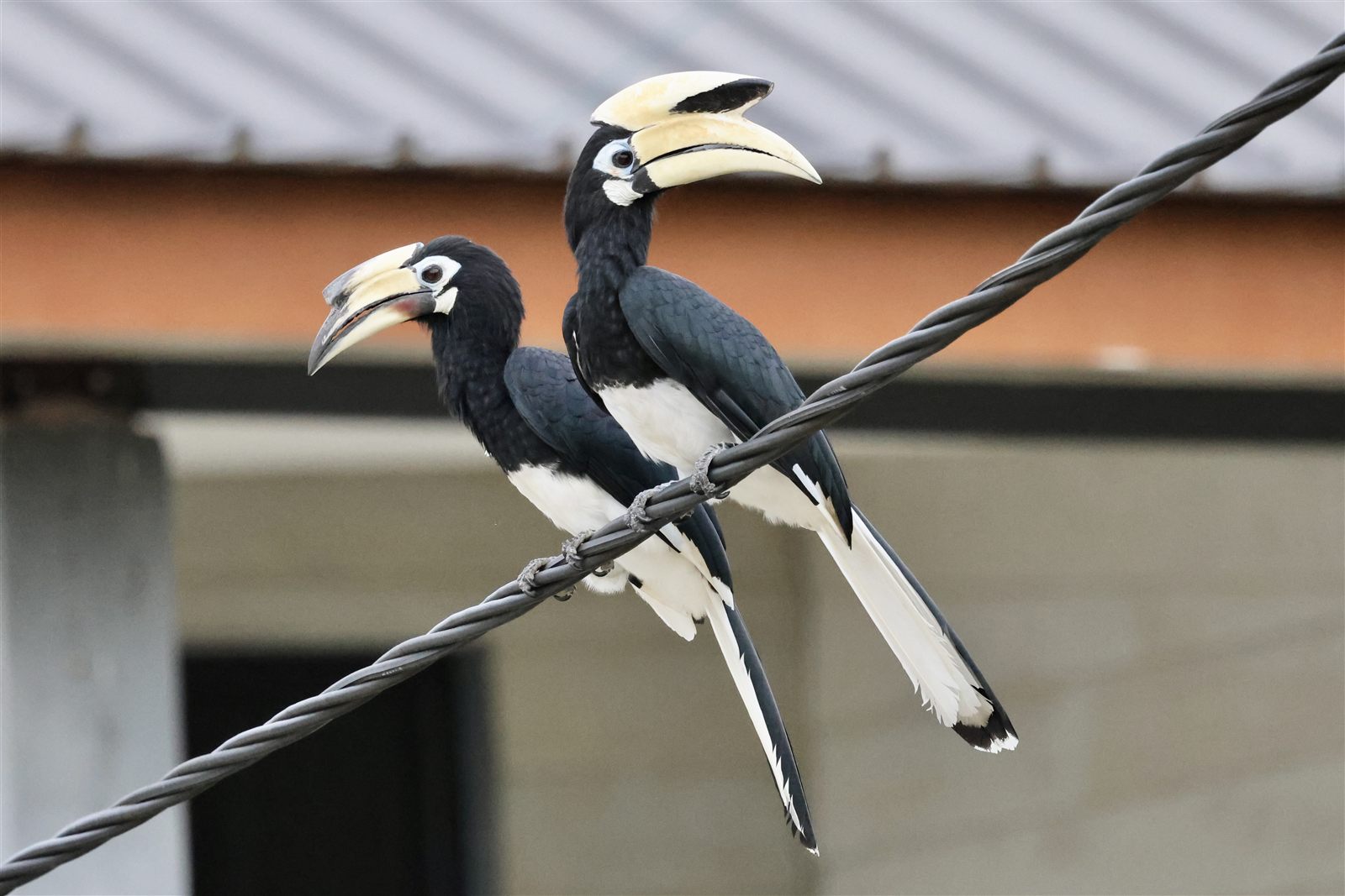 Species reference photograph